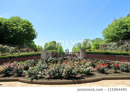 都立阿基魯台公園玫瑰園 115064495