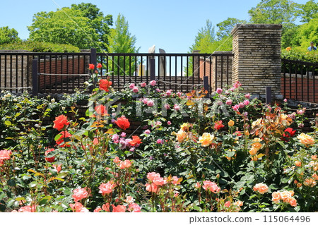 都立阿基魯台公園玫瑰園 115064496