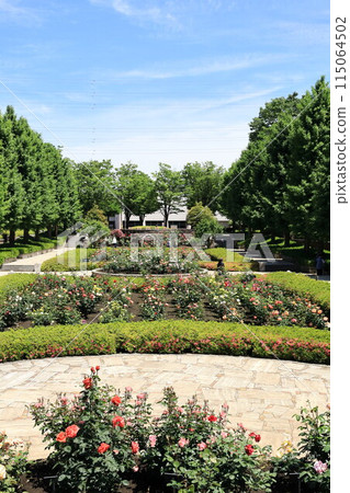 都立阿基魯台公園玫瑰園 115064502