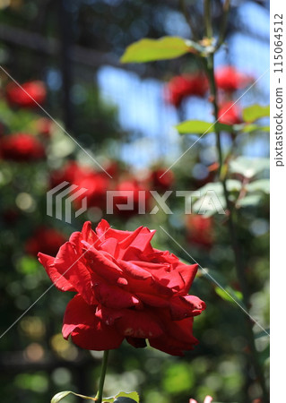 都立阿基魯台公園玫瑰園 都立阿基魯台公園玫瑰園 115064512