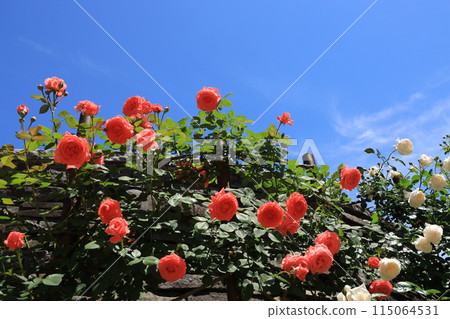 都立阿基魯台公園玫瑰園 115064531