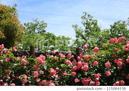 都立阿基魯台公園玫瑰園 115064536