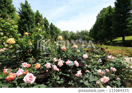 都立阿基魯台公園玫瑰園 115064555