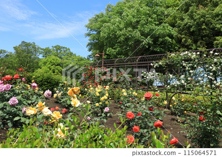 Rose Garden at Akirudai Park 115064571