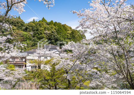 奧山公園櫻花盛開的風景(靜岡縣) 奧山公園櫻花盛開的風景(靜岡縣) 115064594
