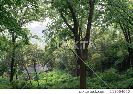 Yongfu Temple green forest in Hangzhou, China 115064630