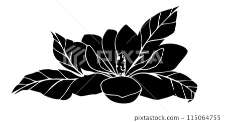 Hand drawn vector magnolia flower, black silhouette illustration. isolated floral element. flower bud of different shapes. Illustration for prints, templates, greeting cards, invitations. Hand drawn vector magnolia flower, black silhouette illustration. isolated floral element. flower bud of different shapes. Illustration for prints, templates, greeting cards, invitations. 115064755