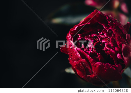 Red peony with rain drops on dark background. Wet maroon peony with water drops, close up. Blooming flower with dew 115064828
