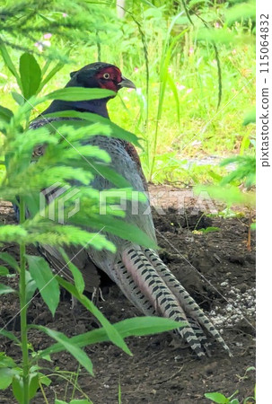 野雞的後視圖 野雞的後視圖 115064832