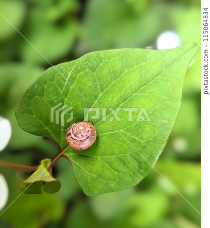 蝸牛和光 蝸牛和光 115064834