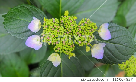淡粉色花萼繡球花 115064837