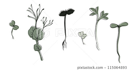 hand drawn microgreens vector illustration. Contour sprouts of watercress, spinach, mustard cress and peas, radish, onion, sunflower, basil plant. Set for menu, logo, microelements, healthy lifestyle 115064893