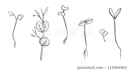 hand drawn microgreens vector illustration. Contour sprouts of watercress, spinach, mustard cress and peas, radish, onion, sunflower, basil plant. Set for menu, logo, microelements, healthy lifestyle 115064903