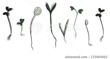 hand drawn microgreens vector illustration. Contour sprouts of watercress, spinach, mustard cress and peas, radish, onion, sunflower, basil plant. Set for menu, logo, microelements, healthy lifestyle 115064983