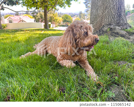 Cute Cavapoo Dog in a Park 115065142