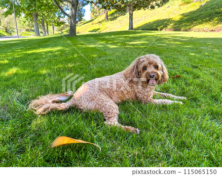 Cute Cavapoo Dog in a Park Cute Cavapoo Dog in a Park 115065150