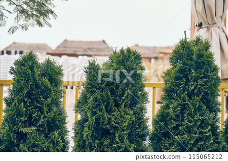 Three evergreen coniferous Thuja trees stand in a row like a living fence, a partition. Trees in daylight with space to copy. High quality photo 115065212