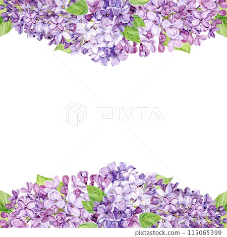 Beautiful lilac lilac with leaves and buds. Hand drawn watercolor illustration. Frame, square template, blank for text, isolated from background. 115065399