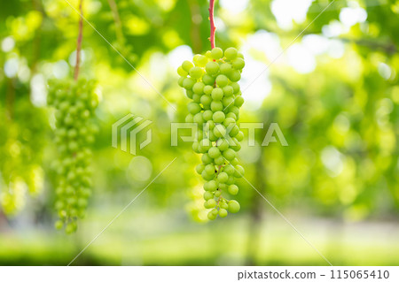Vineyard, grapes in the process of cultivation 115065410