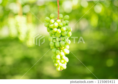 Vineyard, grapes in the process of cultivation 115065411
