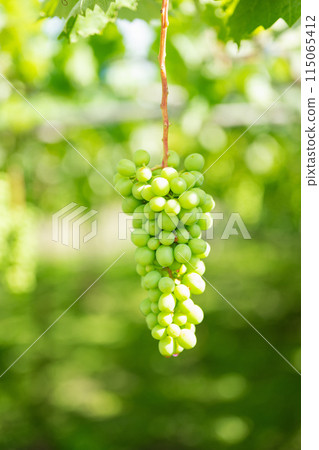 Vineyard, grapes in the process of cultivation 115065412
