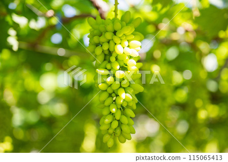 葡萄園，正在種植的葡萄 115065413