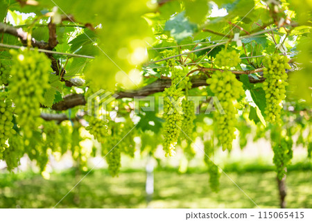 葡萄園，正在種植的葡萄 115065415