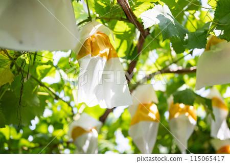 葡萄園，袋裝葡萄 115065417