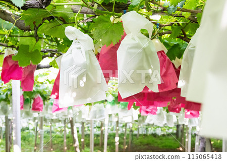 葡萄園，袋裝葡萄 115065418