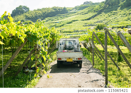 在葡萄園工作的輕型卡車 115065421
