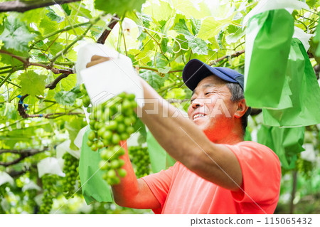 一位男性農民在葡萄園工作，採摘穀物 115065432