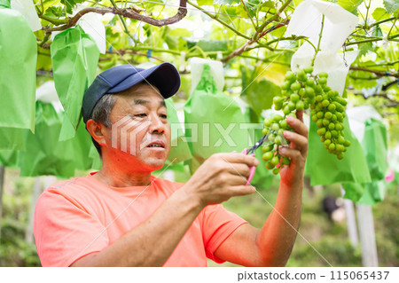 一位男性農民在葡萄園工作,採摘穀物 一位男性農民在葡萄園工作,採摘穀物 115065437