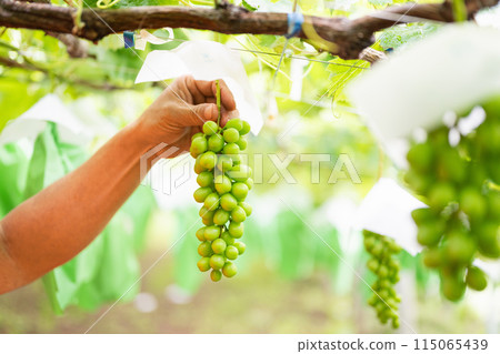 Vineyard, male farmer checking the condition of grapes 115065439