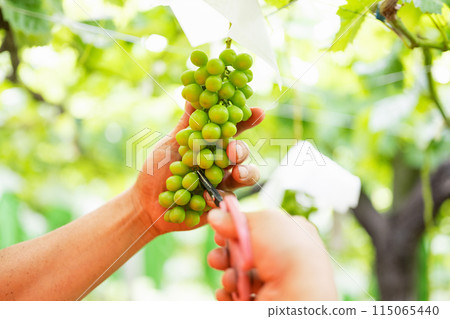 一位男性農民在葡萄園工作，採摘穀物 115065440