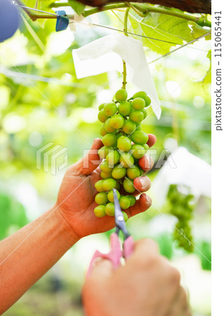 一位男性農民在葡萄園工作，採摘穀物 115065441