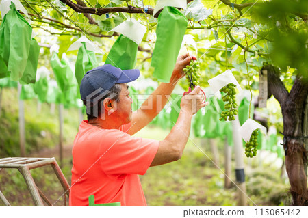一位男性農民在葡萄園工作，採摘穀物 115065442
