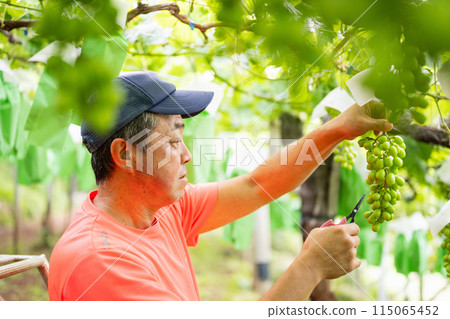 一位男性農民在葡萄園工作，採摘穀物 115065452