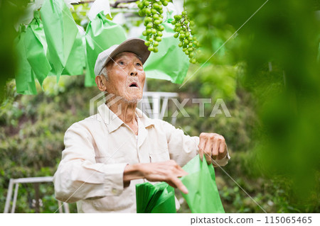 Vineyard, old farmer bagging grapes 115065465