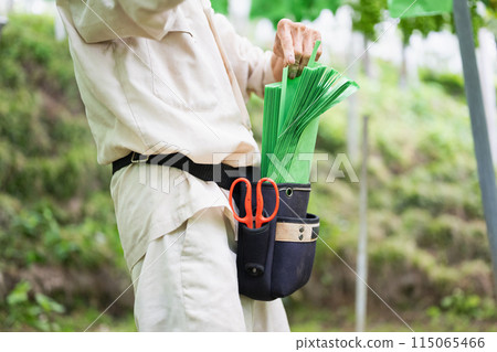 Vineyard, old farmer bagging grapes 115065466