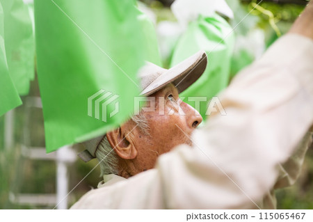 葡萄田，一位老農正在裝袋葡萄 115065467