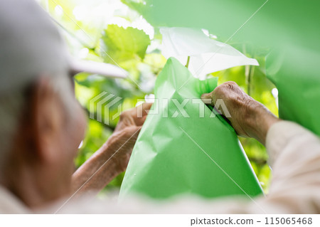 Vineyard, old farmer bagging grapes Vineyard, old farmer bagging grapes 115065468