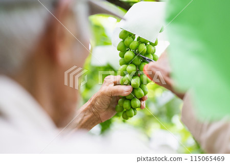 A male farmer working in a vineyard picking grapes A male farmer working in a vineyard picking grapes 115065469