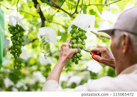 A male farmer working in a vineyard picking grapes 115065472