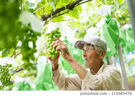 一位男性農民在葡萄園工作，採摘穀物 115065476