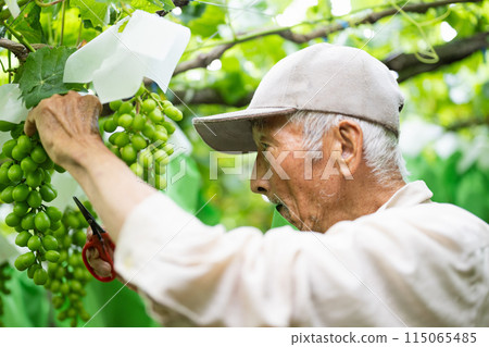 一位男性農民在葡萄園工作,採摘穀物 一位男性農民在葡萄園工作,採摘穀物 115065485