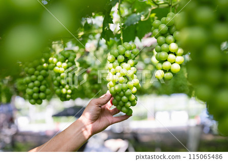 葡萄園，農民觀察葡萄的狀況 115065486