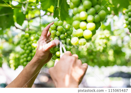 一位男性農民在葡萄園工作，採摘穀物 115065487