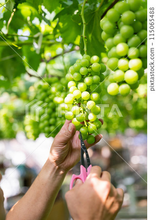 一位男性農民在葡萄園工作，採摘穀物 115065488