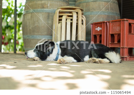 邊境牧羊犬在葡萄園放鬆 115065494