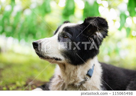 Border collie relaxing in a vineyard Border collie relaxing in a vineyard 115065498